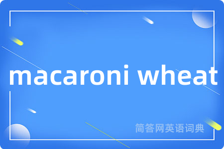macaroni wheat