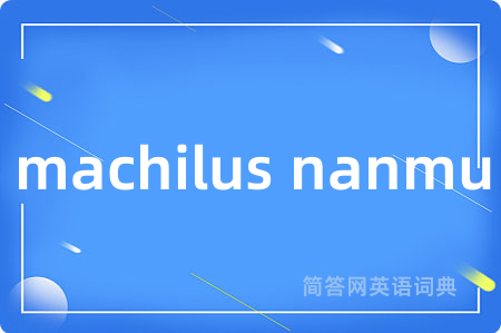 machilus nanmu