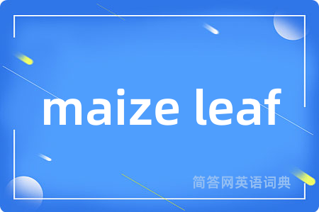 maize leaf
