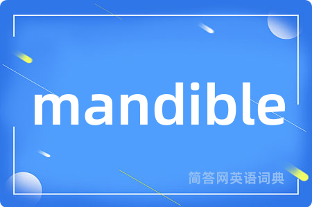 mandible