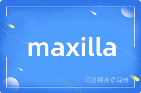 maxilla
