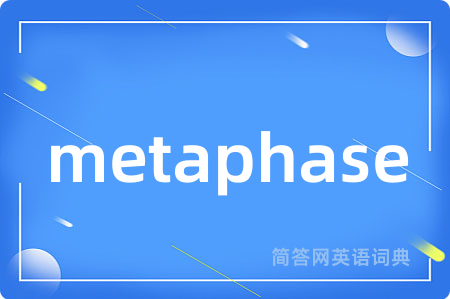 metaphase是什么意思,metaphase的中文翻译 metaphase
