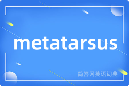 metatarsus