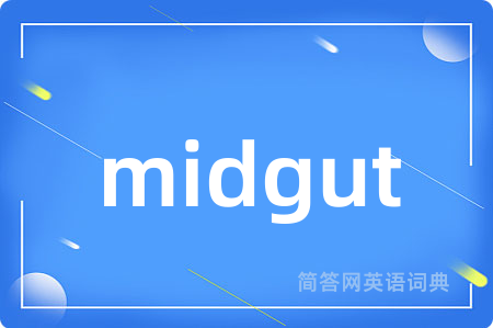 midgut