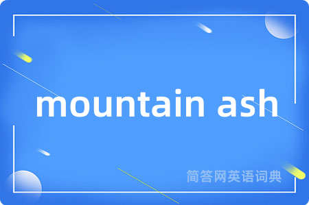 mountain ash
