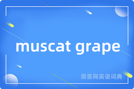 muscat grape