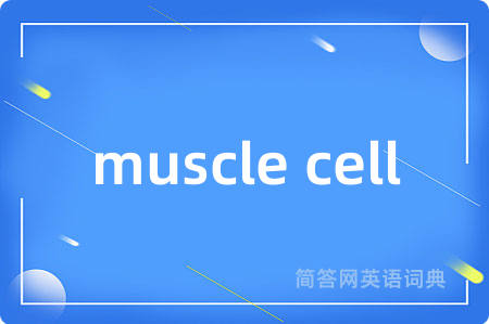 muscle cell