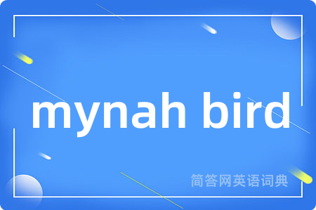 mynah bird