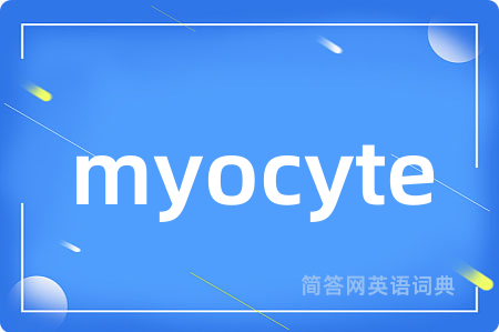 myocyte是什么意思,myocyte的中文翻译 myocyte