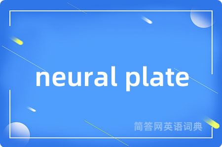 neural plate