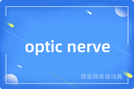 optic nerve是什么意思,optic nerve的中文翻译 optic nerve