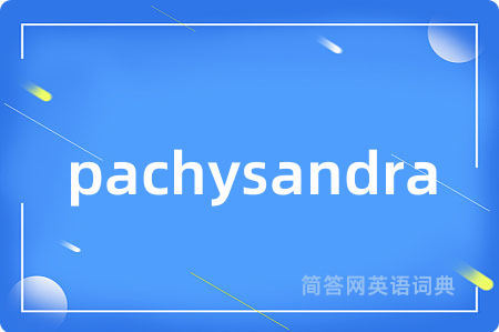 pachysandra