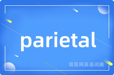 parietal是什么意思,parietal的中文翻译 parietal