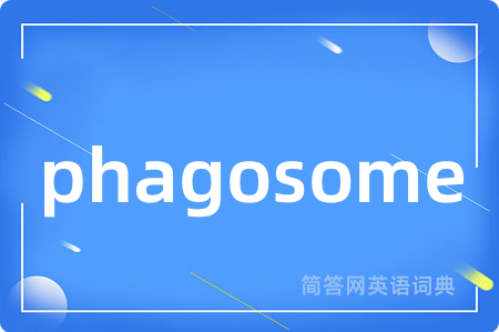 phagosome