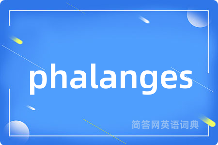 phalanges