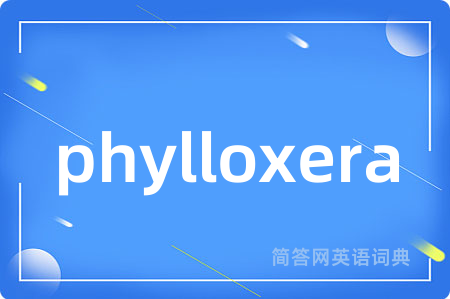 phylloxera