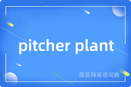pitcher plant