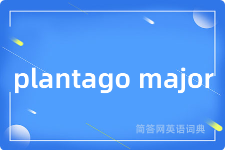 plantago major