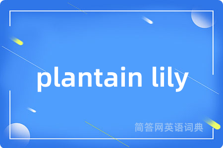 plantain lily