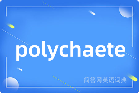 polychaete