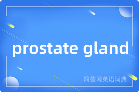 prostate gland