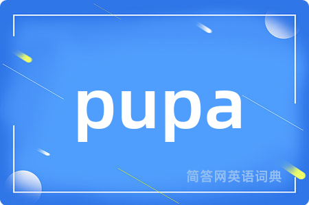 pupa