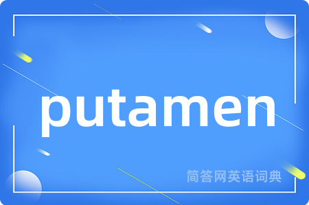 putamen