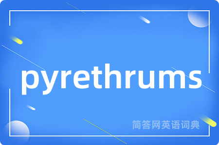 pyrethrums