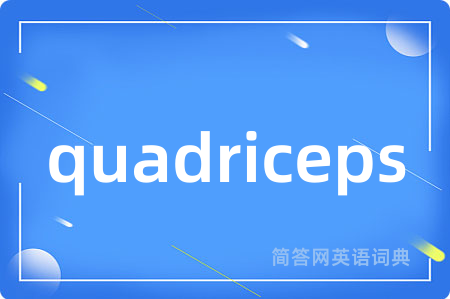 quadriceps