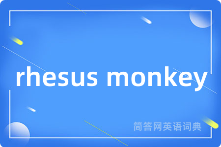 rhesus monkey