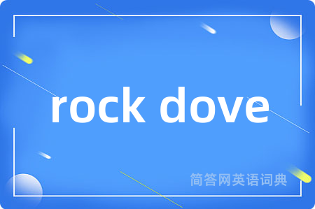 rock dove