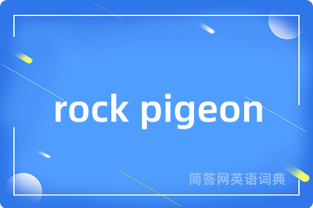 rock pigeon