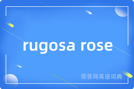 rugosa rose