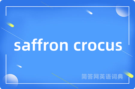 saffron crocus