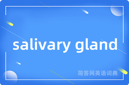 salivary gland