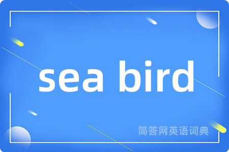 sea bird