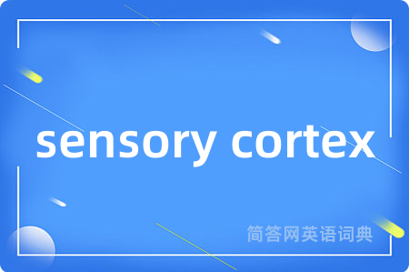 sensory cortex