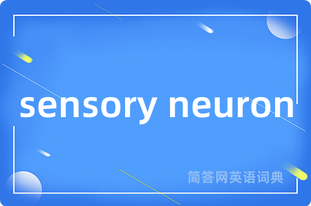 sensory neuron