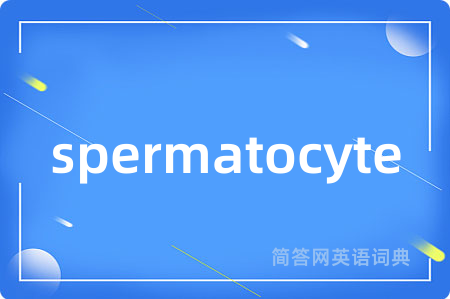spermatocyte