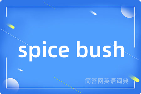 spice bush