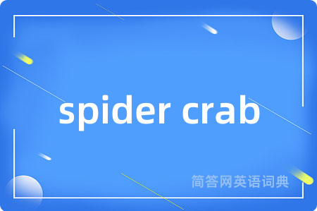 spider crab