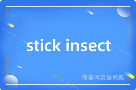 stick insect