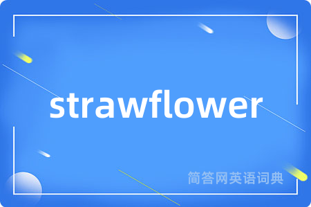 strawflower