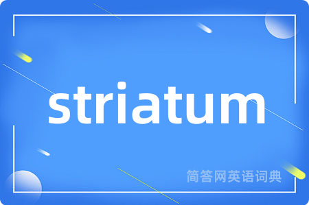 striatum