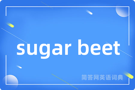 sugar beet