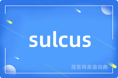 sulcus