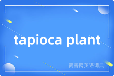 tapioca plant
