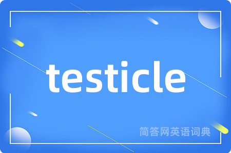 testicle