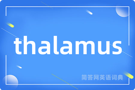 thalamus