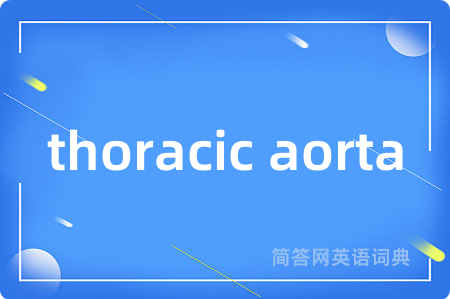 thoracic aorta是什么意思,thoracic aorta的中文翻译 thoracic aorta
